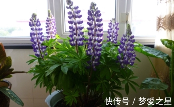 养花|养花期间,做了这些事情就会得不偿失,总遇上黄叶烂根问题