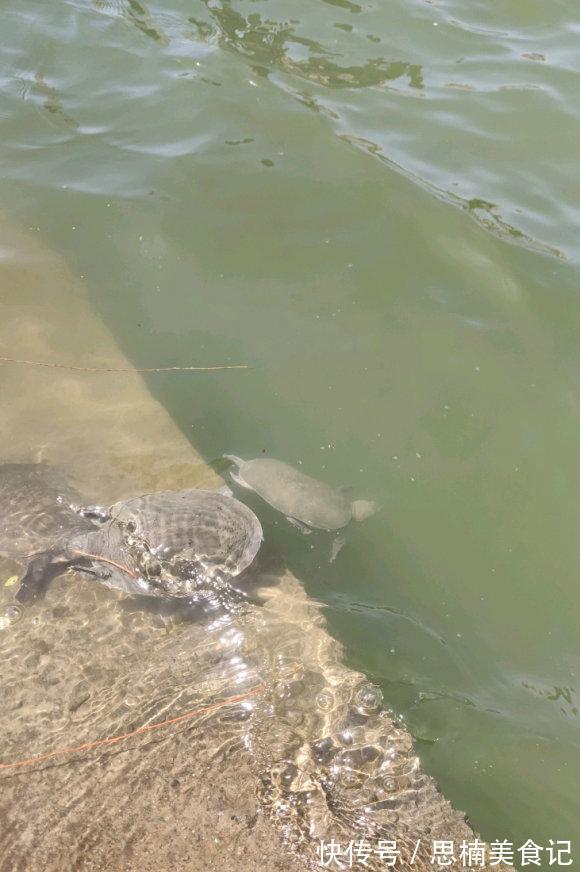 养殖|上海淀山湖,雨中有大甲鱼爬上岸,被钓鱼人捉住,钓鱼人:沉得很