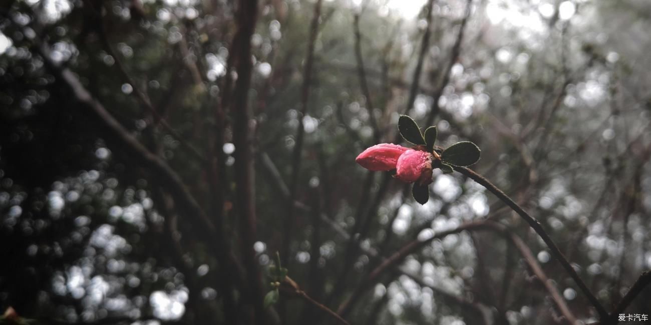 江南雨，梅花村，寻梅踏青！