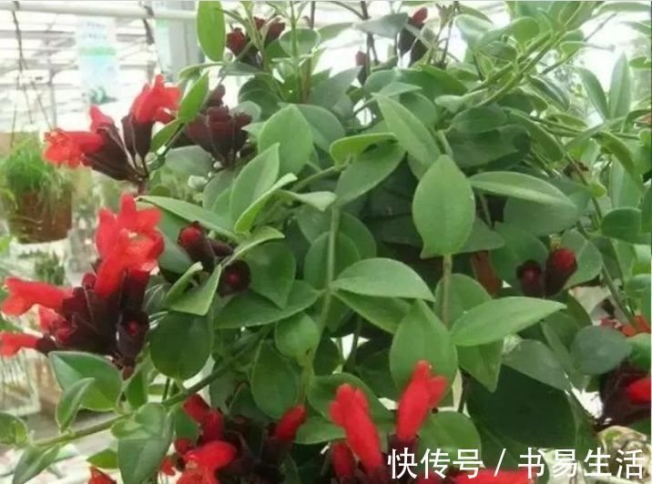 花朵|吊起来养的“4种花”，好看好养不占地，一次开出200朵，美