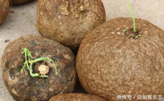 这些植物“老寿星”，个个能活100岁，泼辣无比，比人还长寿
