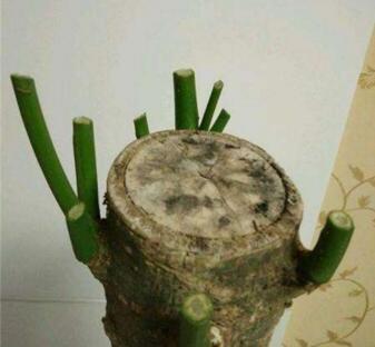 李奶奶把“吊兰”都剪了,2月后却爆盆了,叶子宽又大,特旺