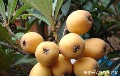 上火|枇杷是热性还是凉性, 吃枇杷上火吗