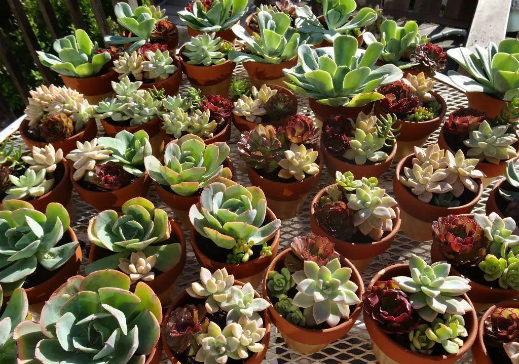 天生“怕水”的15种花，养不好都是因为“太勤了”，别忽视