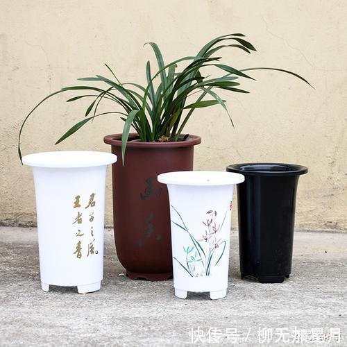 斑点|春天买兰花,学会“看3处”,服盆快、新芽多,当年就开花