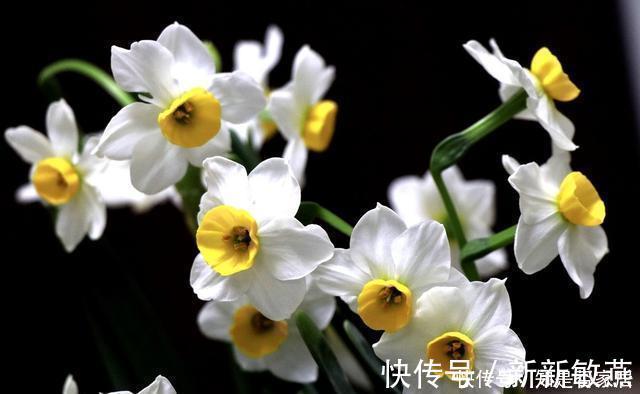 腊月不可错过的5种富贵花，随便养一盆，富贵上门来