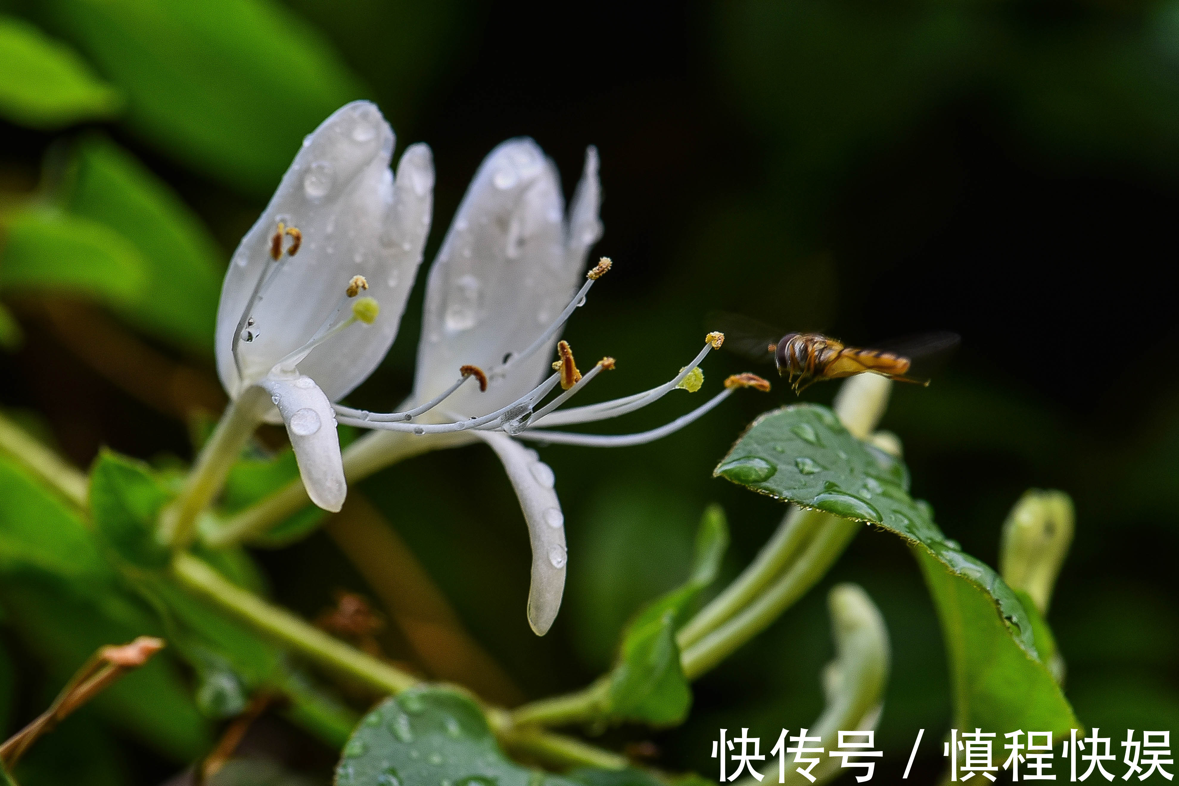 忍冬|它忍住寒冬，迎来至善至美的大境界，一个“忍”字教我磨难人生！