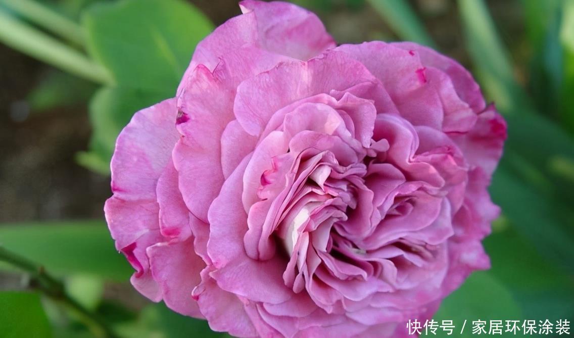 20款紫色月季品种。浓香、抗病非常好养,天然紫色唯美盛开