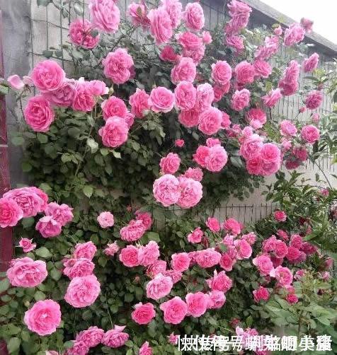 如果我有小院，一定会养这“3种花”，让小院变花园，年年看花