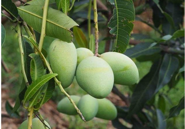 水果|三种水果要少吃，越吃湿气越重，可惜很多人不重视！