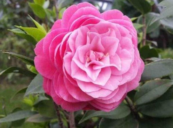 山茶花山茶花|6种花自带财运，好养易活不招虫，阳台开花变温馨小花园