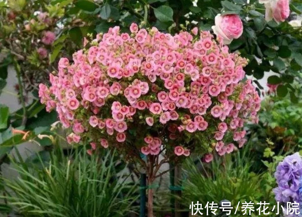 7种“懒人花”，养起来省心，开花还漂亮