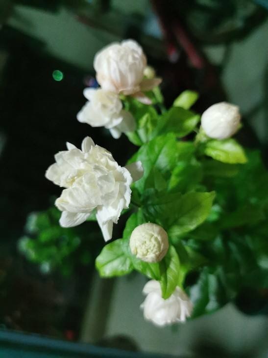 有些花虽好看,但是不适合养在卧室,你中招了吗