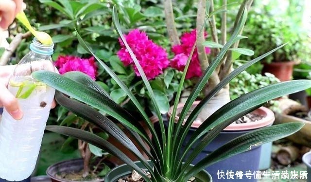 长势|家里4种生活“垃圾”,用来养君子兰,植株长得油绿光亮!