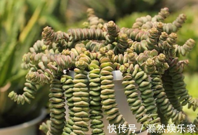 3种能“镇宅又聚财”的花,每个都是财神爷,财运福气挡不住!