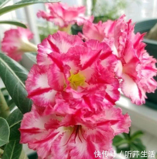 4种花超适合家养的，开花爆盆花期长，开起花来非常迷人