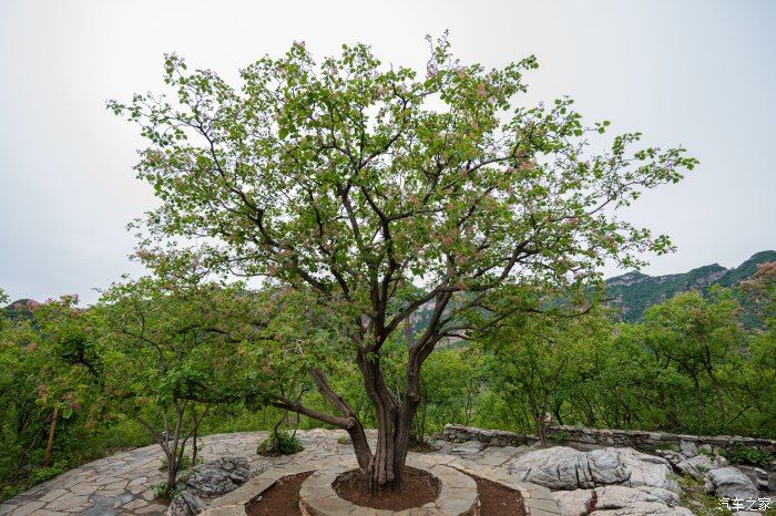 粉红|【郊野行摄】春风拂面，黄栌花开---雨中游京西幽岚山