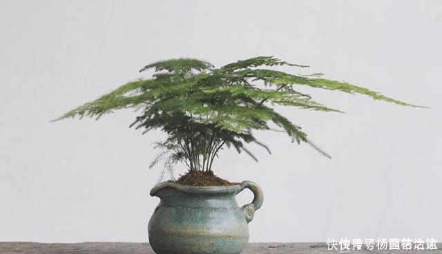 养文竹浇水要小心,注意3个方法,不黄叶、不烂根,蹭蹭长