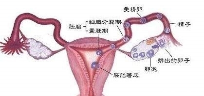 事情|排卵期也不可忽视的这些事情，不要认为你没有！