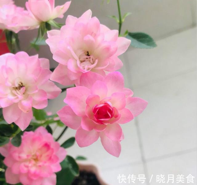 适合封闭阳台养的5种花,抗病性强,超容易开爆盆