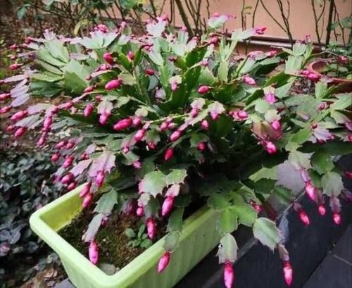 外边买的蟹爪兰花苞特别多有时一个叶片上就有五六个,商家是怎么做到的?