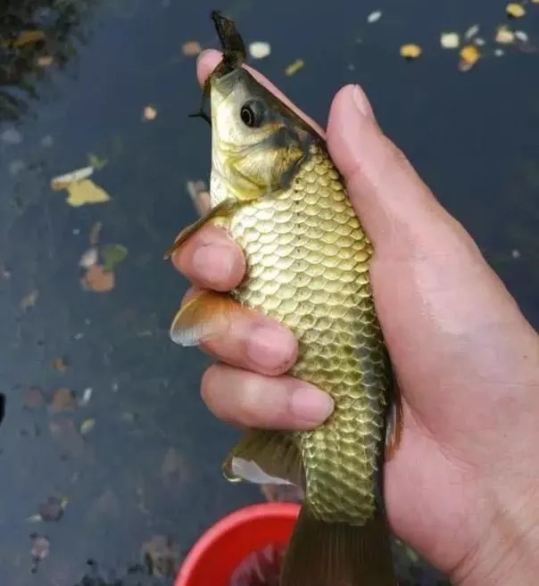 打窝时多一个步骤，大板鲫“排队”进窝，老钓友都在用！