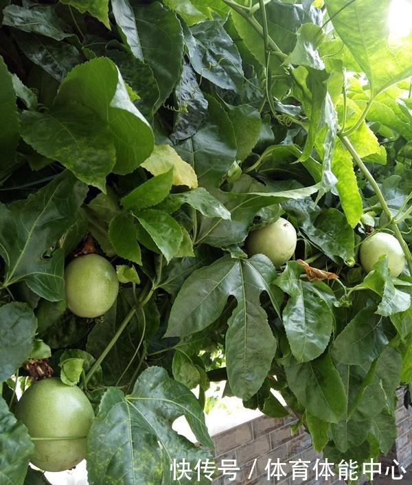 此水果可以阳台盆栽,好养易活,结果超多,种植一次,年年有果吃!