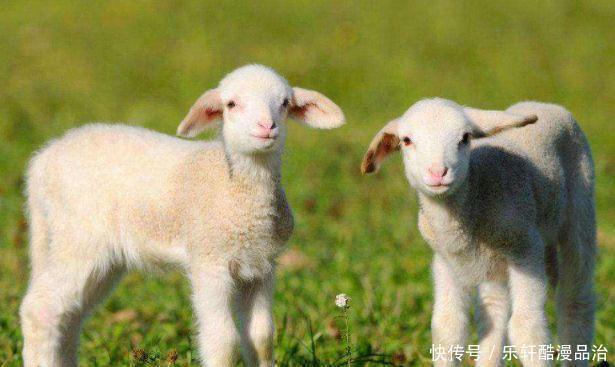 生肖|属羊人看过来，立冬后将有喜事发生，属羊人看看是什么喜
