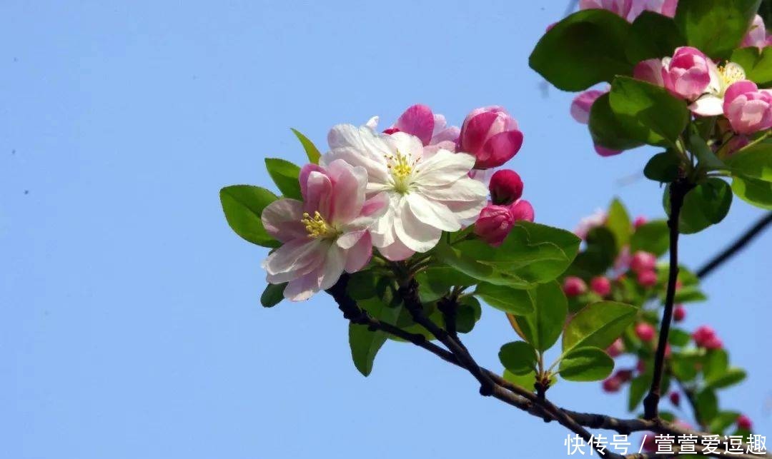 庭院种什么树最吉利，还好看？