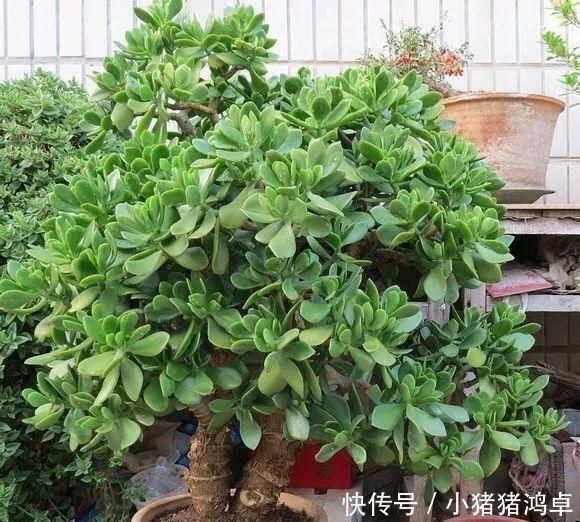 银杏树|聪明人爱养这八种“守家树”，护宅吉祥保平安，养好了都是传家宝