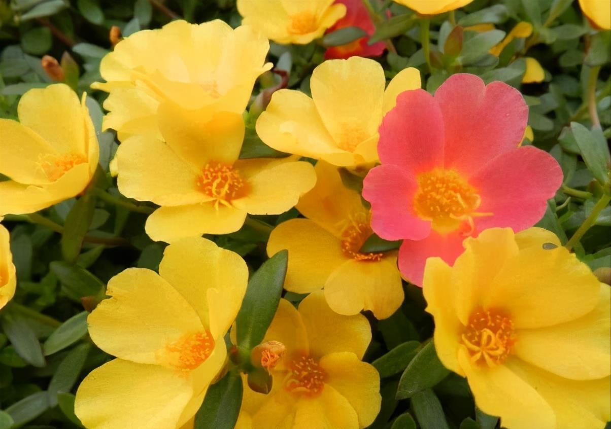 高温40度，6种花“尽情晒”，越晒越开花，密密匝匝一大盆，漂亮