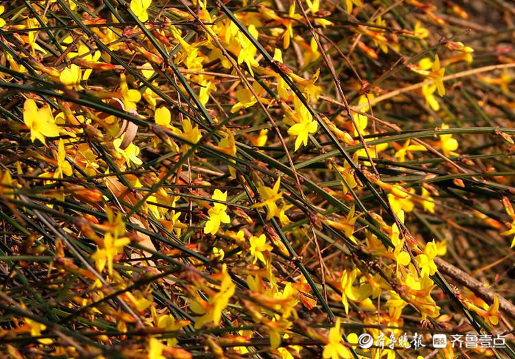 惊奇！济南第一批迎春花春节前灿烂开放