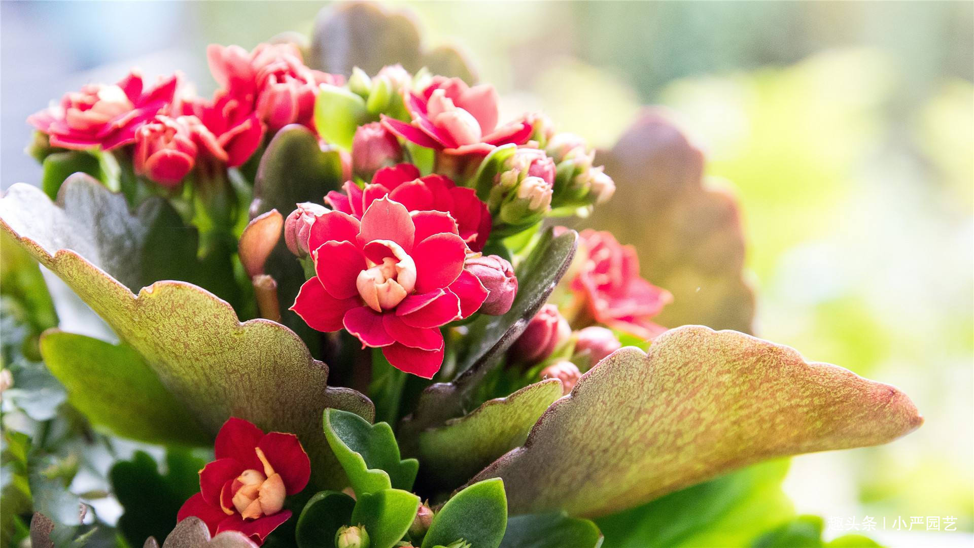 肥厚|长寿花茎叶肥厚开花爆盆的“小秘密”,操作简单见效快