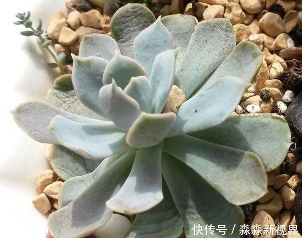 叶片|多肉养不好,叶片就“发软”,看看这几个原因,轻松帮你解决!