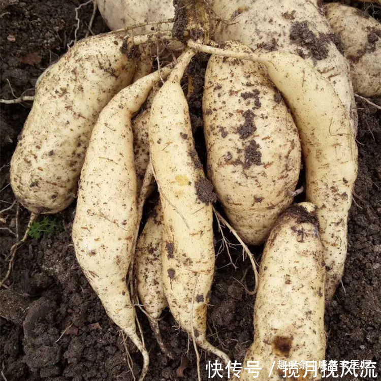 人到中年，不可错过的食物，改善体质，缓解体虚，营养又美味