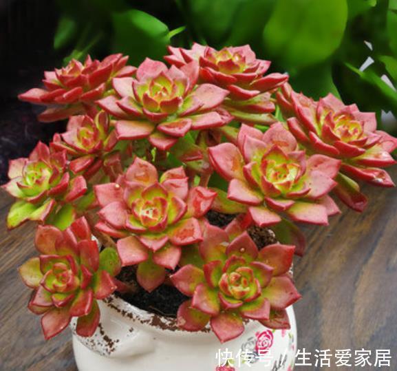 技巧|想要多肉快速长成老桩,教你一个小技巧,茎秆粗壮,新手也会养
