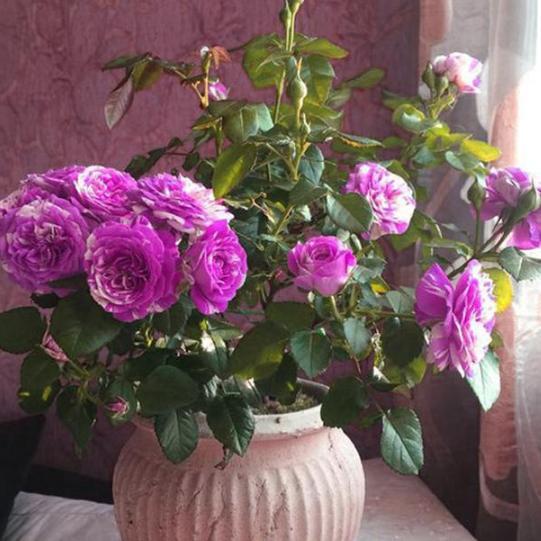 阳台盆栽月季芬芳宝石，沾土就活，做到4点花开香味越发浓郁