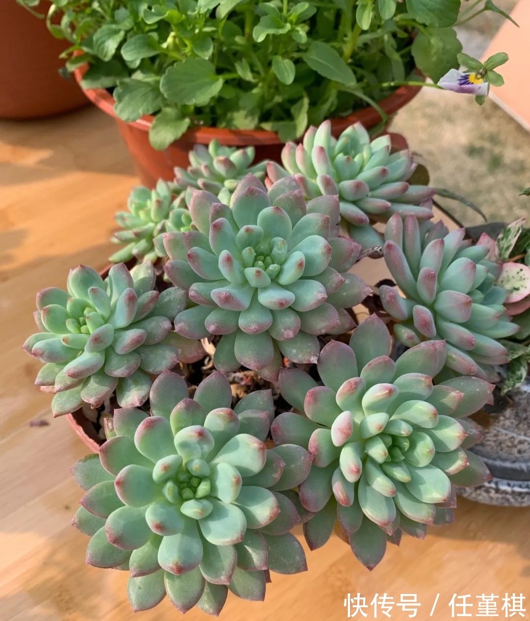 这5款花,不怕不浇水,就怕浇水多,特别适合懒人