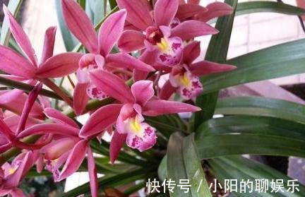 想要根肥株壮,花大色艳,远离病虫害,盆里用3种肥,效果好