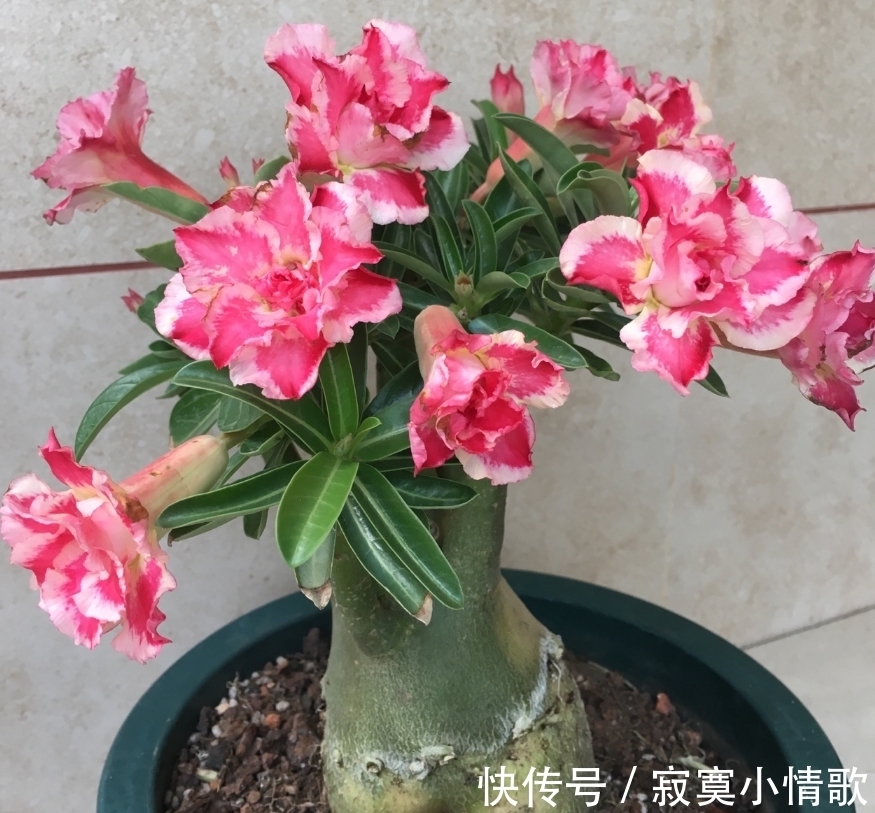 花芽|带大肚子的沙漠玫瑰,养护多注意这5点,霸气镇宅,开花比月季美