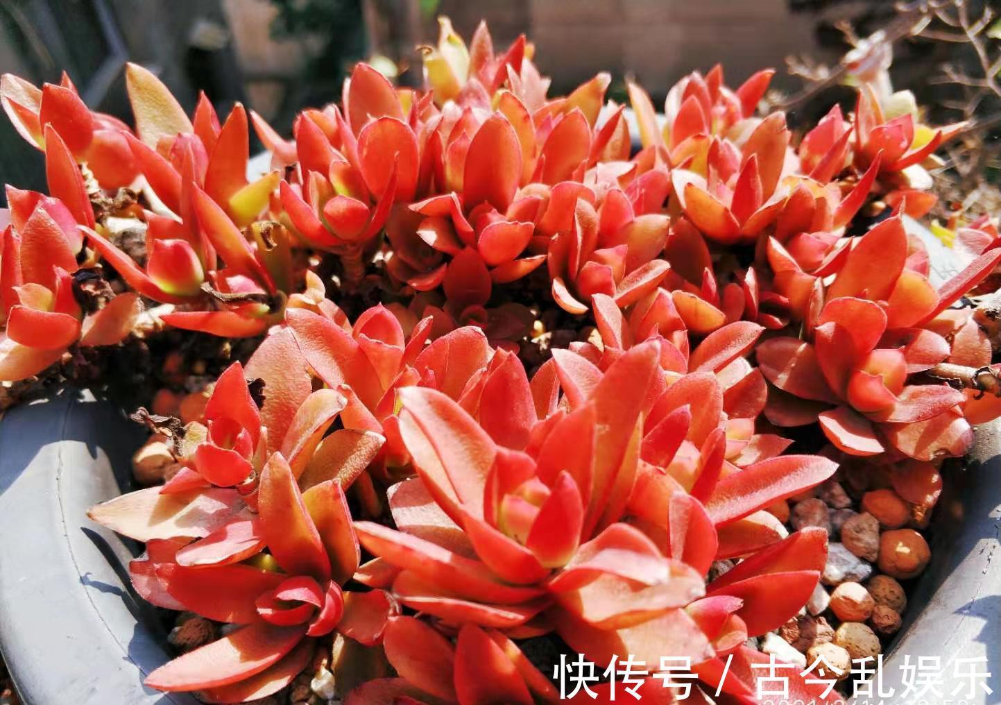 冬美人|养多肉不想买土?试试此8个品种,它们可以说是最不挑土的多肉了