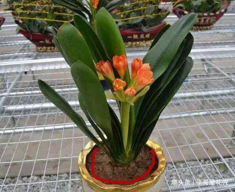 什么花生壳、瓜子皮都不如“两种肥”,拿来养君子兰,叶绿花更旺