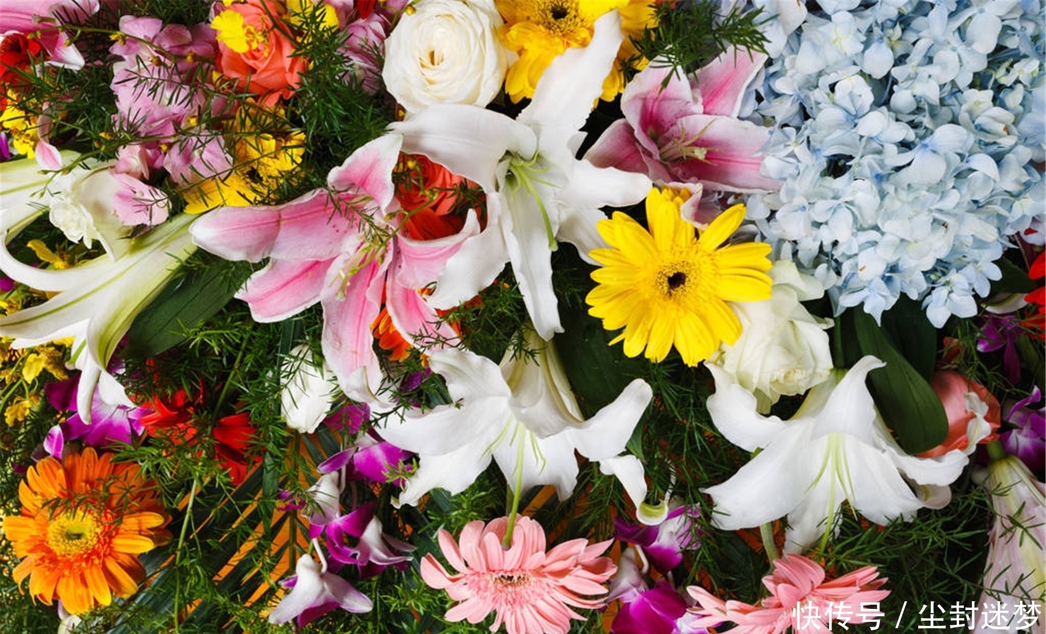 春暖花开|4种年宵花，盆栽美丽、插花诗意，高端大气春暖花开、幸福四季