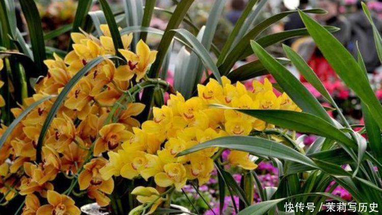 4种花是花中劳模,一年四季开花不断,花美色艳,花儿轻松开爆盆