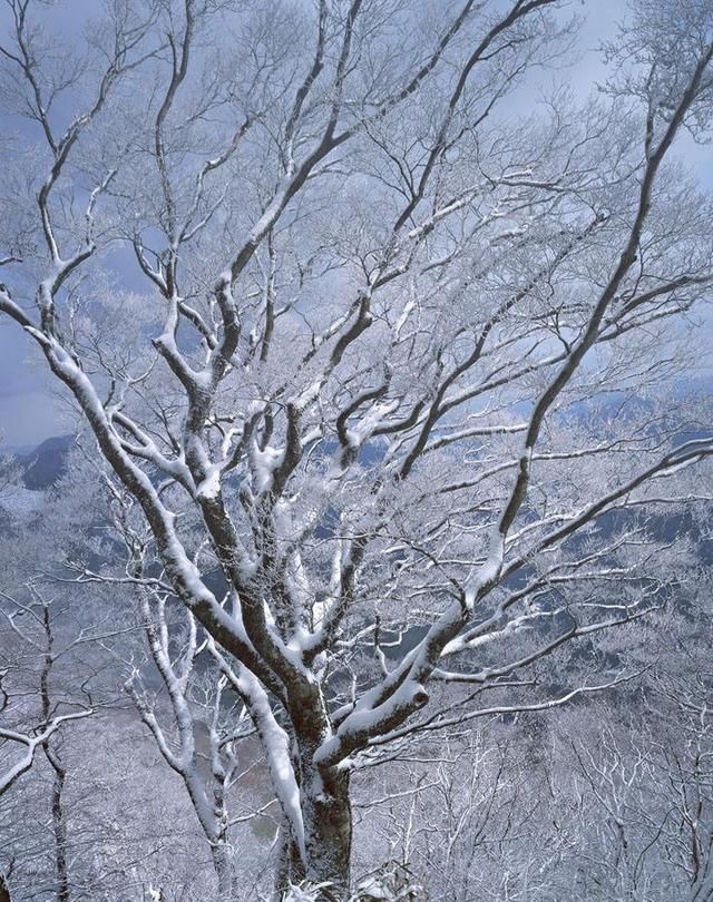  七绝|「七绝」一树寒枝萧瑟风