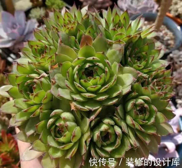 艾伦|盘点种爱爆头的多肉,颜值高长势旺,养起来真过瘾,值得拥有