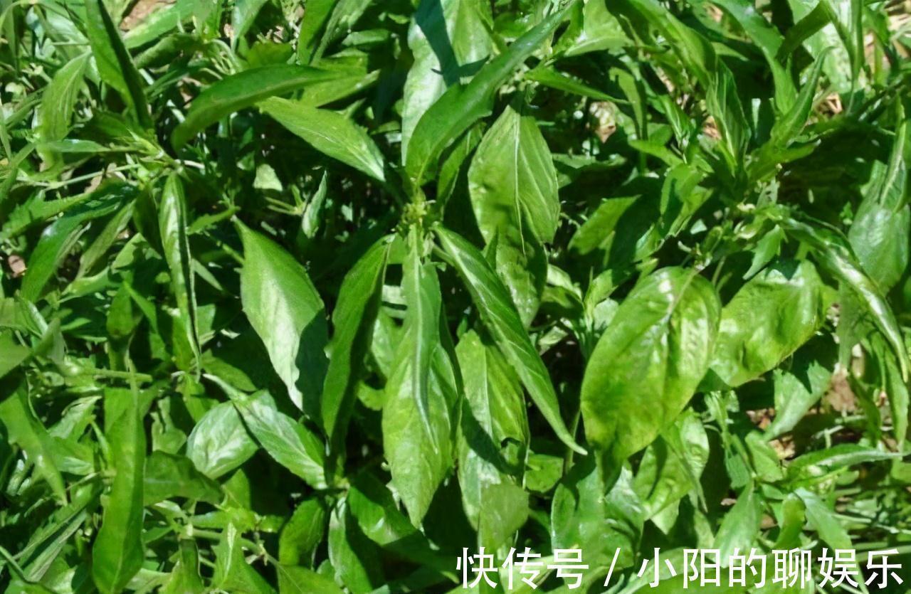 食补|野外遇见一簇草,过路医生连忙采挖,一问才知,是珍贵黑人参