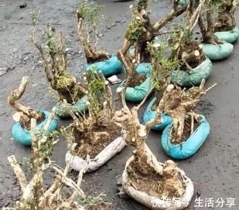 黄杨|云贵大山的“黄杨市场”,是“原则”与艺术的碰撞,你站谁呢!