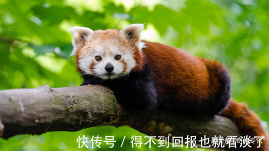 浣熊|20个冷知识不懂没关系，但绝对不能不知道，因为他们太常见了
