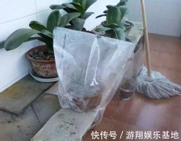 花草生了虫子怎么办不用烦,仅需一个塑料袋,就能解决问题